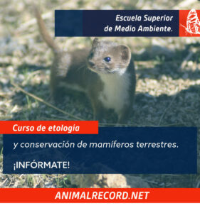 Curso de etología aplicada a la conservación mamíferos ibéricos.