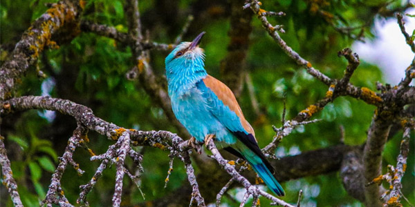 Curso online de guía de turismo ornitológico en espacios naturales.