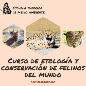 Curso online de etología y conservación de felinos del mundo.