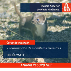 Curso de etología aplicada a la conservación mamíferos ibéricos.