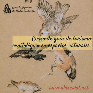 Curso online de guía de turismo ornitológico en espacios naturales.