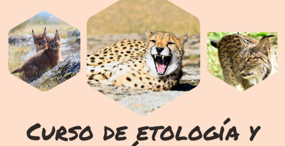 Curso online de etología y conservación de felinos del mundo.